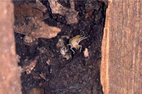 HELP, I FOUND TERMITES - Safeguard Pest Control Sunshine Coast