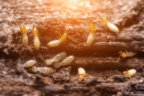 HELP, I FOUND TERMITES - Safeguard Pest Control Sunshine Coast