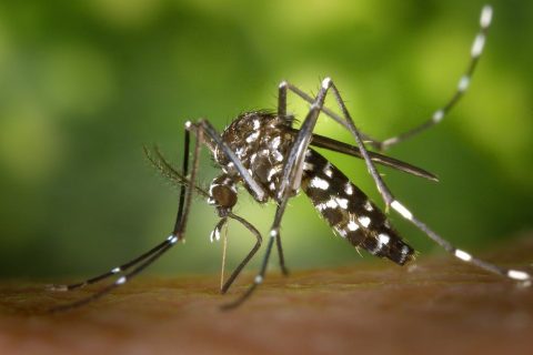Mosquito control in the Sunshine Coast area