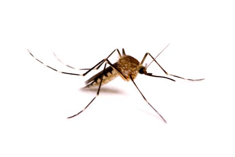 MOSQUITO CONTROL - Safeguard Pest Control Sunshine Coast