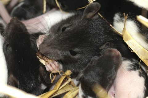 Rodent control for rats and mice