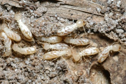 TERMITE INSPECTION - Safeguard Pest Control Sunshine Coast
