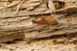 TERMITE PROTECTION - Safeguard Pest Control Sunshine Coast